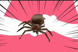 孩子被蜘蛛咬伤怎么办？视频封面