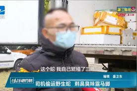 法治进行时 司机偷运野生蛇 刺鼻臭味露马脚视频封面