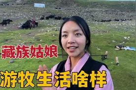 藏族姑娘在外游牧，夏季牧场牦牛遍地，母牛集体产奶忙不过来视频封面