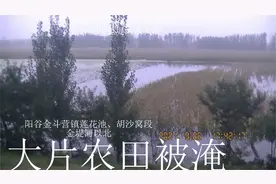 金堤河漲水，淹了山东阳谷莲花池胡沙窝段金堤河北农田【21.9.26视频封面