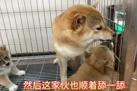 小柴犬口渴了，狗妈教幼犬学会喝水，没想到还挺聪明，一学就会！视频封面