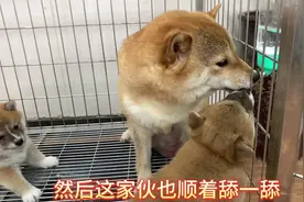小柴犬口渴了，狗妈教幼犬学会喝水，没想到还挺聪明，一学就会！视频封面