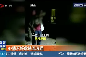 男子当街将流浪猫虐杀致死，大姐上前质问原因，只因心情不好？视频封面