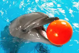 为什么海豚很喜欢人类？听完专家的解释，原来这样看人类！