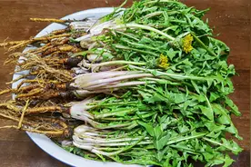 蒲公英根的制作方法，多年经验分享毫无保留，泡水喝好处多多视频封面