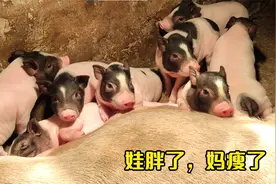 当妈不易！猪妈妈一次带8个娃，娃胖了妈却瘦了视频封面