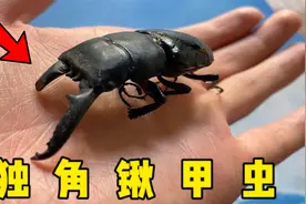 在路边捡到一只罕见的锹甲虫，被它夹住手指会很疼吗？视频封面