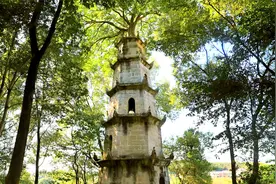 长沙发现外来树种从天而降，落入塔顶生长120年，村民讲的好神奇视频封面