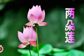 你的心是朵莲，我的心是一朵莲。《两朵莲》（原创视频）视频封面