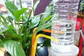 经常出差在外怎么给家里的花浇水？教你一个小妙招，不用麻烦邻居