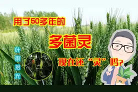 多菌灵：曾是杀菌剂的代名词，用了50多年，现在还“灵不灵”？视频封面