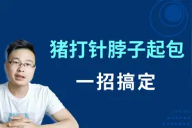 猪打针脖子老是起包？不花一分钱，阿豪教你2步轻松搞定它视频封面