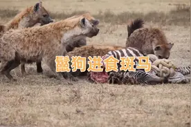 鬣狗进食场面，看着干饭是真香！