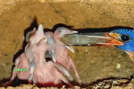 翠鸟和翡翠鸟虽然只相差一个字，但它们得食物种类却有着天壤之别