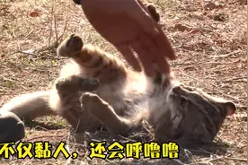 大叔救下一只小豹猫，从此成了跟屁虫，不仅黏人更会撒娇太萌了视频封面