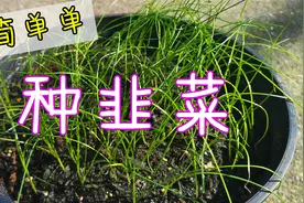 种韭菜就这么简单, 从种子到1个月成长过程视频封面