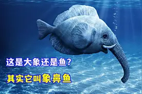 这是大象还是鱼？其实它是听说过没见过的象鼻鱼