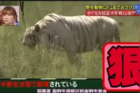 日本综艺玩的真大，让嘉宾摸野生老虎！视频封面