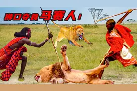 神秘的非洲马赛人，成人礼要猎杀一头雄狮 敢从狮群口中夺食视频封面