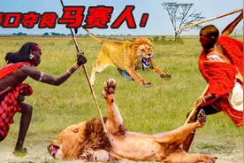 神秘的非洲马赛人，成人礼要猎杀一头雄狮 敢从狮群口中夺食视频封面
