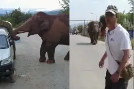 争夺配偶失败被逐出象群 云南野象一天毁7车 性格暴烈被收容视频封面