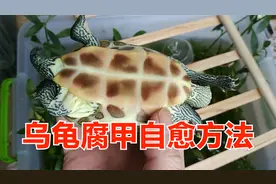 乌龟腐甲自己会好吗？宠物龟严重腐皮自愈有方法，龟烂甲恢复问题视频封面