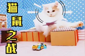 仓鼠奇妙趣事：仓鼠几次戏弄猫咪，最后被猫咪教训，太搞笑了视频封面