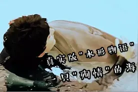 一个真实的故事：一只海豚爱上了一个姑娘，最后它选择结束生命视频封面