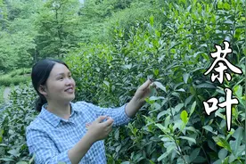 新鲜茶叶也能吃？小莉做了两道美食，宁宁：一个太苦一个好吃
