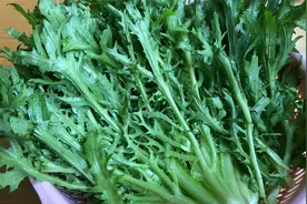 苦菊不要凉拌着吃了，教你调馅包饺子，营养美味天天吃都不会腻视频封面