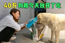 40斤的狗粮，今天让拉布拉多敞开了吃，狗子的巅峰时刻来了视频封面