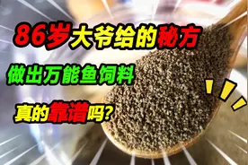 偷学86岁老大爷的养鱼饲料秘方，做了一款神秘饲料，真的靠谱吗视频封面