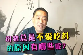 母猪突然不吃食，可能是这四种原因，新手养猪户你知道怎么办吗？视频封面