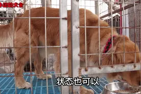 被好心人救下的金毛，现在生活的怎么样？真是从天堂到地狱！视频封面