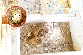 用什么方法可以刺激鹌鹑开窝下蛋？一起看看小哥用的方法，超简单视频封面