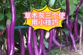 草木灰三个实用小妙招，防治病虫害效果好棒，立马提升好几倍视频封面