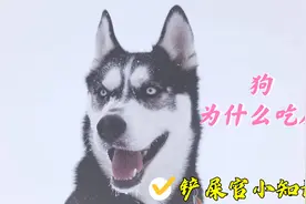 狗狗到底为什么会吃屎视频封面