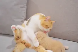 被猫妈妈呵护的宝宝有多幸福！18视频封面