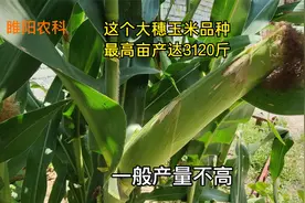 这个大棒型玉米品种，最高亩产3120斤，抗旱抗倒又抗病视频封面