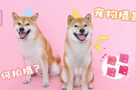 如何拍摄出可爱的萌宠照片？记住这3大点，让你随手出大片！
