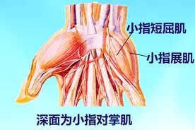 中国医科大学解剖学之第13集         手肌的解剖视频封面