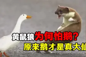 黄鼠狼最怕的是大鹅，鹅有啥厉害的？查了一下原来段位这么高？视频封面