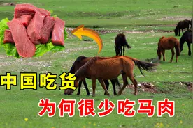 每年470多万匹马被屠宰，为啥我国却很少有人吃马肉？不好吃吗？视频封面