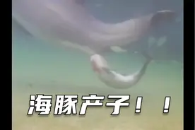海豚妈妈竟耗时3小时产下幼崽，再花3年抚养长大！真是太伟大了！视频封面