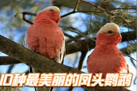 揭秘！世界上10种最美丽的凤头鹦鹉！探索地球村！视频封面