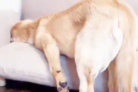 主人上班忘了拿东西，回家发现狗子偷偷上床睡觉，下一秒憋住别笑视频封面