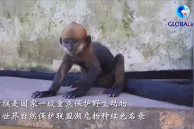 全球连线 | 人工饲养繁育的第八代黑叶猴幼崽成功存活视频封面