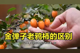 金弹子老鸦柿的区别，叶子果子、授粉都有很大区别。视频封面