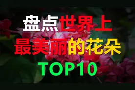 盘点世界上最漂亮的10种花，樱花只能排在第五位视频封面