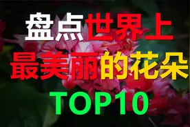 盘点世界上最漂亮的10种花，樱花只能排在第五位